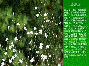 《地被植物认识》PPT课件.ppt