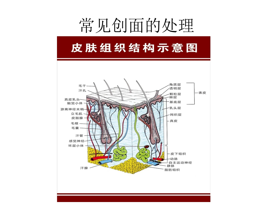 《常见创面的处理》PPT课件.ppt_第1页