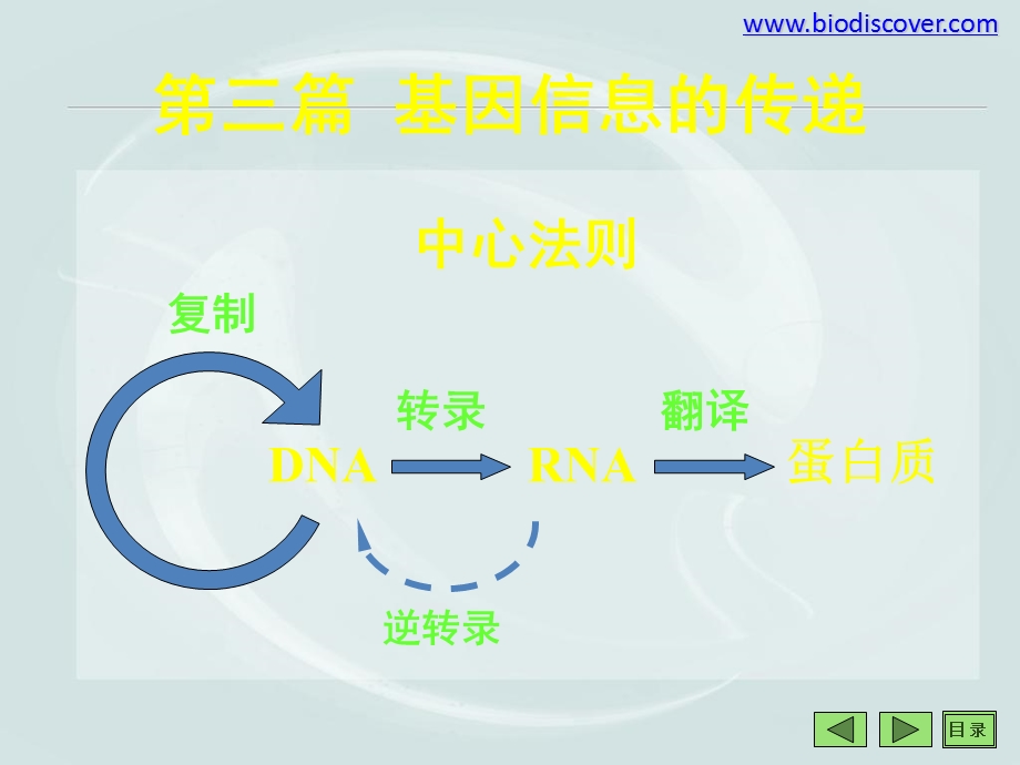 《基因信息的传递》PPT课件.ppt_第1页