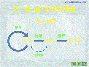 《基因信息的传递》PPT课件.ppt