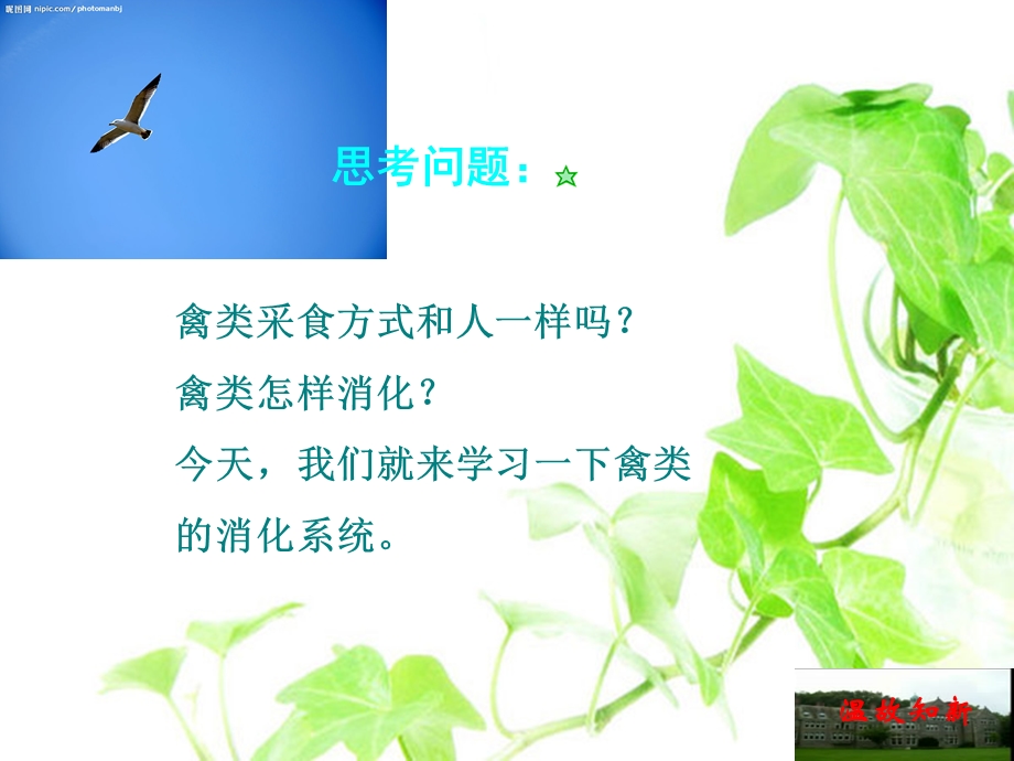 《家禽消化系统》PPT课件.ppt_第3页