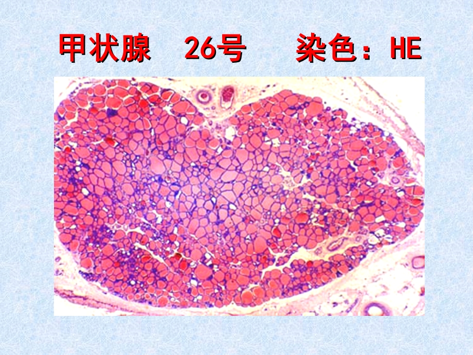 实验内分泌系统.ppt_第2页