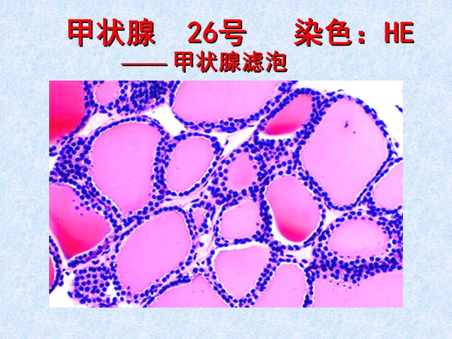 实验内分泌系统.ppt_第3页