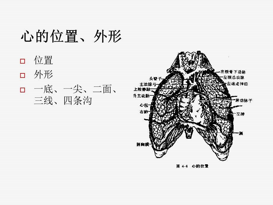 《心血管系统的解剖》PPT课件.ppt_第2页