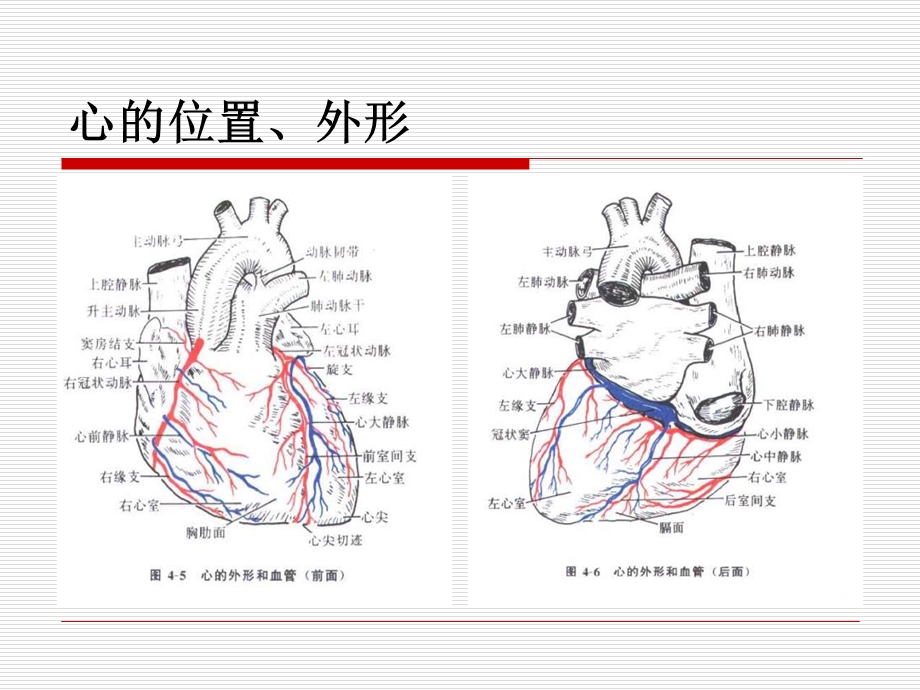 《心血管系统的解剖》PPT课件.ppt_第3页