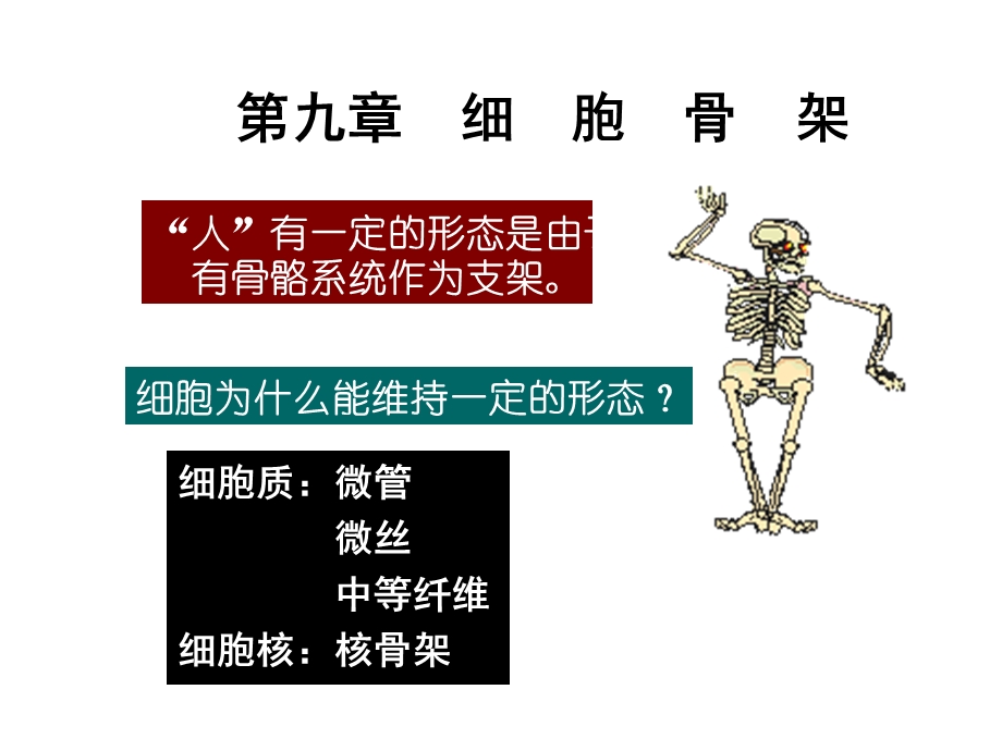 细胞骨架万鹏.ppt_第1页