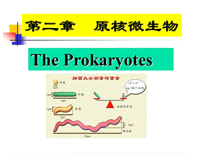 《原核细菌》PPT课件.ppt