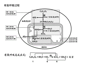 《光合作用速率》PPT课件.ppt