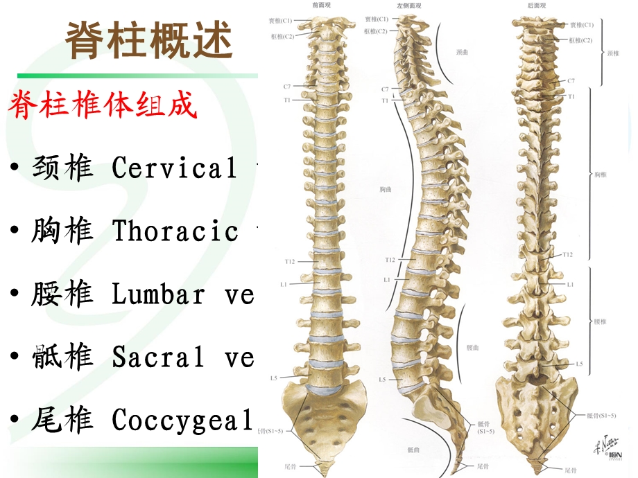 《体格检查脊柱》PPT课件.ppt_第3页