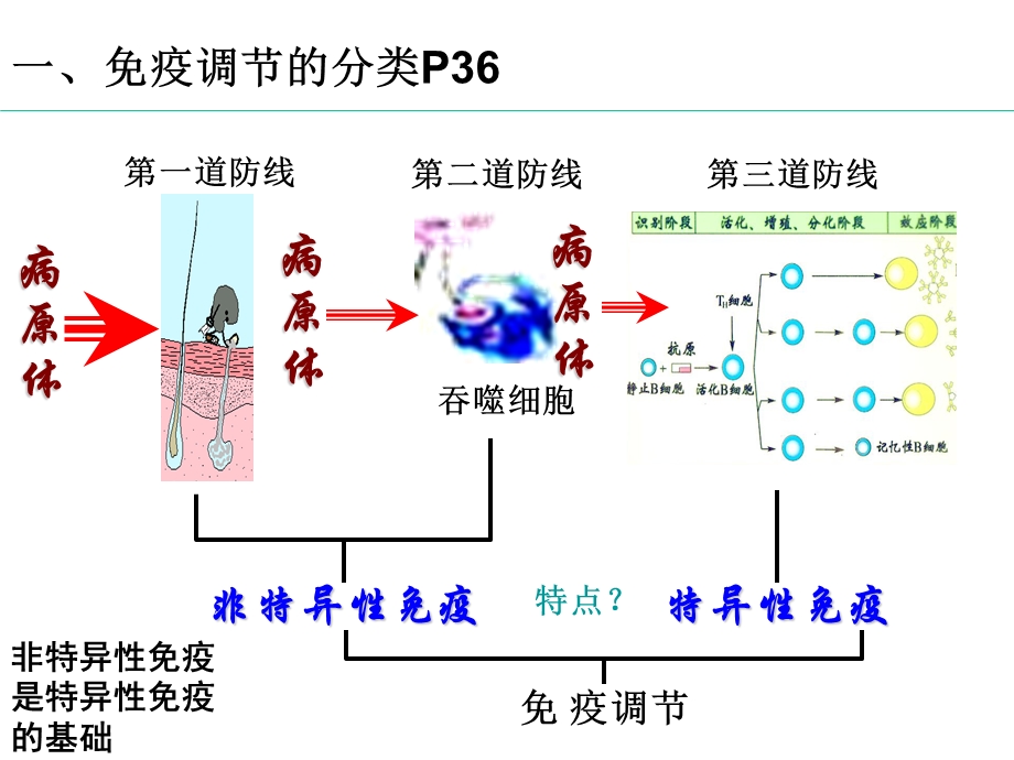 《免疫调节课稿》PPT课件.ppt_第3页