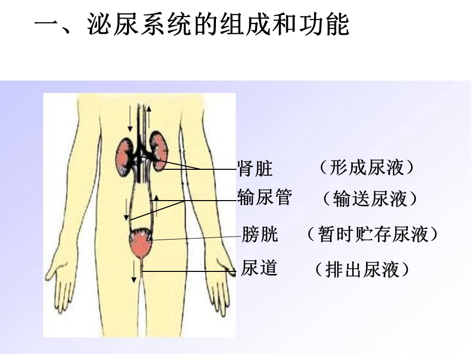 《人粪尿的排出》PPT课件.ppt_第3页