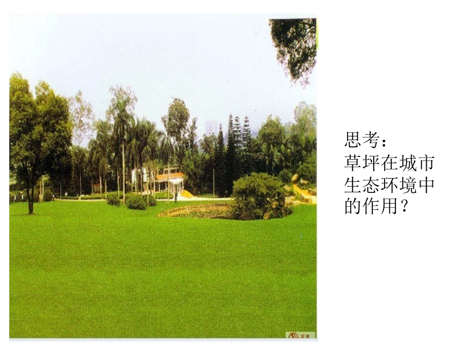 如何看待我国西北地区城市引进欧洲冷季型草坪.ppt_第2页