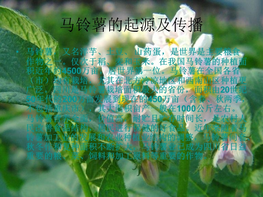 马铃薯科学种植技.ppt_第2页