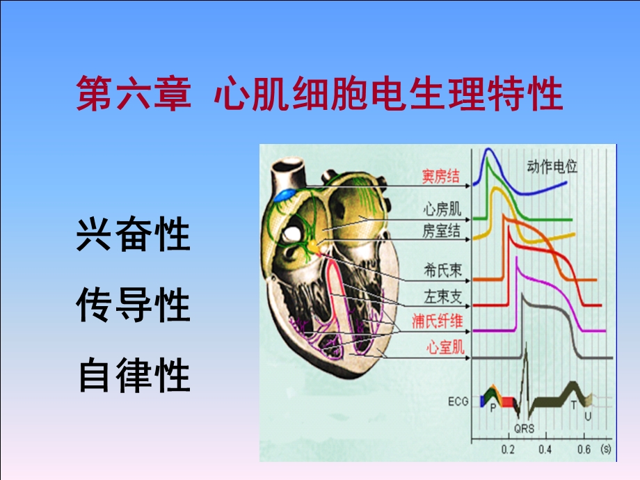 《心肌电生理特性》PPT课件.ppt_第1页