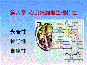 《心肌电生理特性》PPT课件.ppt