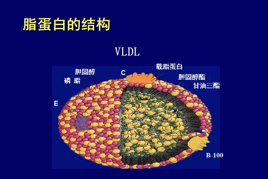 社区血脂异常防治课件.ppt_第3页