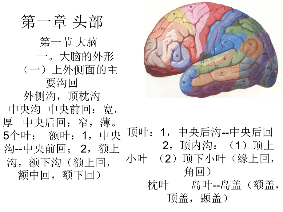 《大脑解剖》PPT课件.ppt_第3页