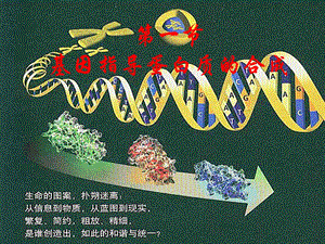 《基因的表达》PPT课件.ppt