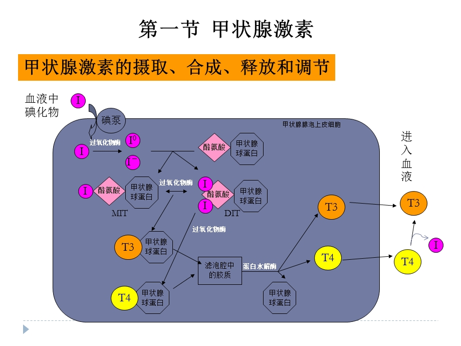 药理学抗甲状腺素药.ppt_第2页