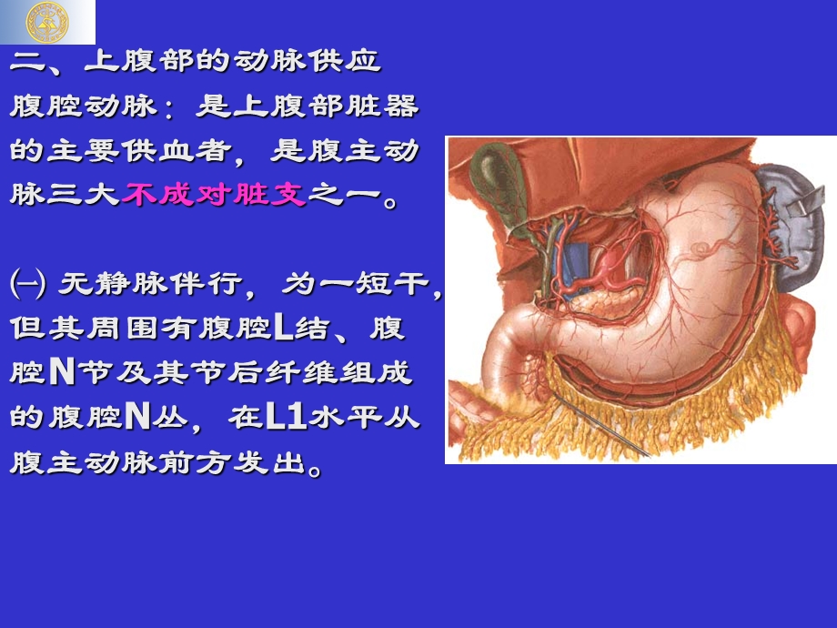 《上腹部脏器解剖》PPT课件.ppt_第3页