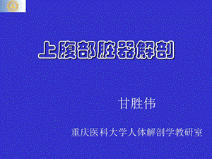 《上腹部脏器解剖》PPT课件.ppt