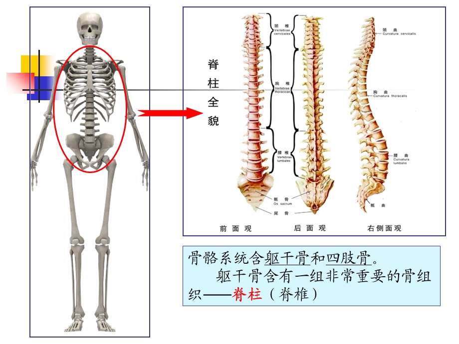 《保护脊柱》PPT课件.ppt_第3页