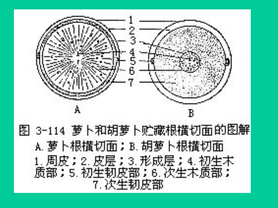 《变态器官》PPT课件.ppt_第3页