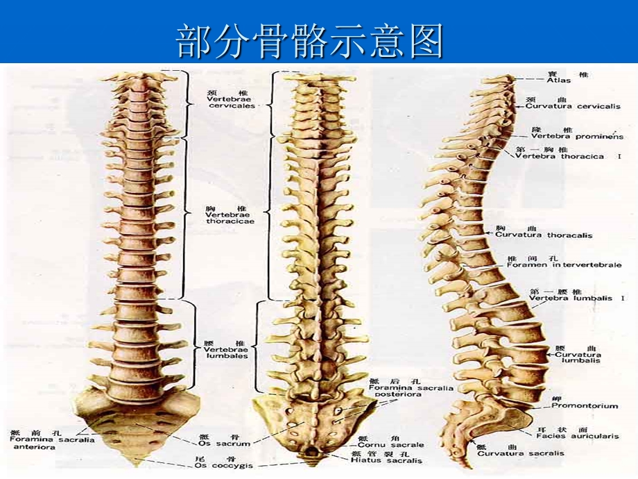 《基础医学知识》PPT课件.ppt_第2页