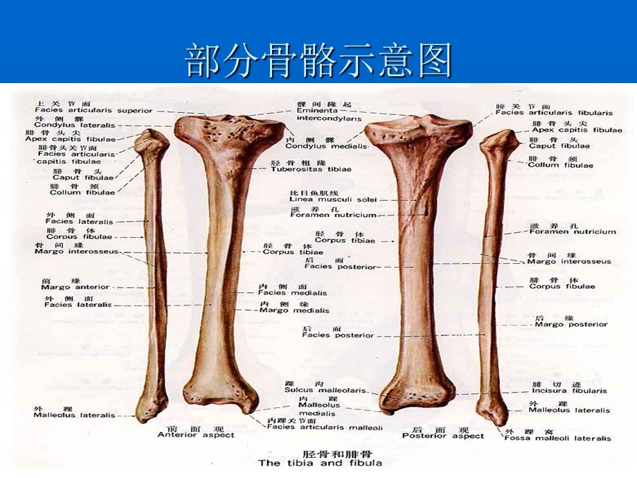 《基础医学知识》PPT课件.ppt_第3页