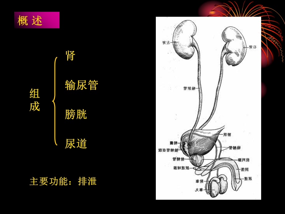 《人体泌尿系统》PPT课件.ppt_第2页