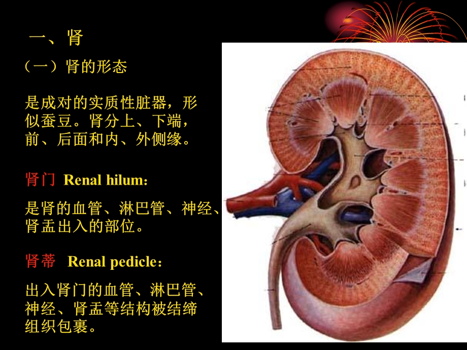 《人体泌尿系统》PPT课件.ppt_第3页