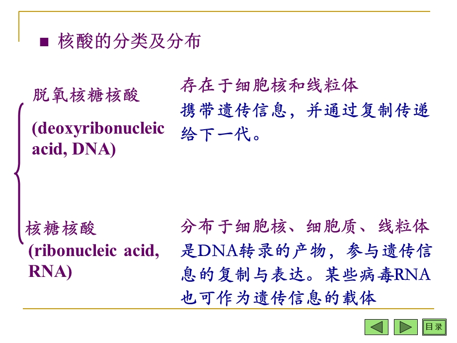 《多聚核苷酸与核酸》PPT课件.ppt_第3页