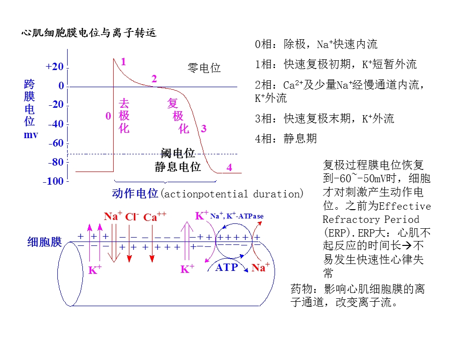 《心血管药物》PPT课件.ppt_第2页