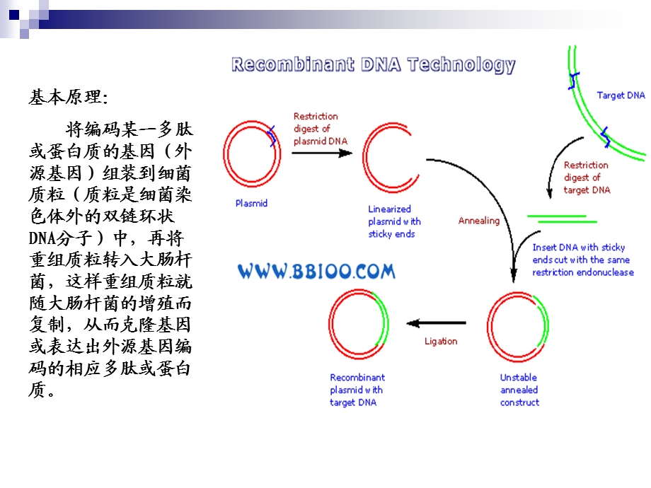 《分子克隆技术》PPT课件.ppt_第3页