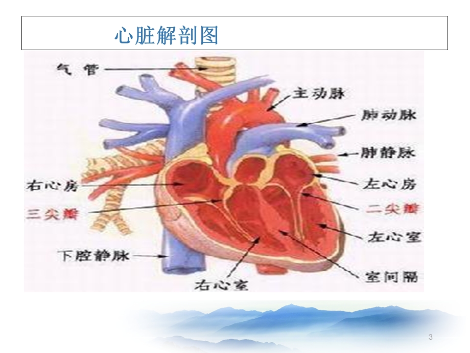 《心力衰竭护理》PPT课件.ppt_第3页