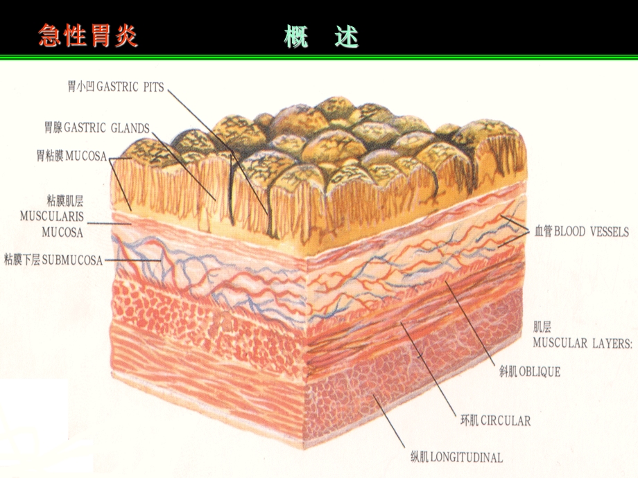 《名校内科学》PPT课件.ppt_第3页