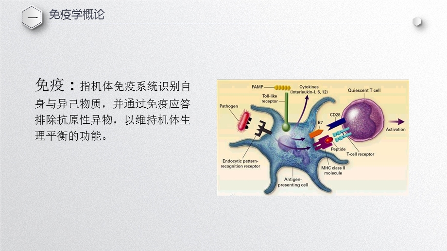 《免疫学基础知识》PPT课件.ppt_第3页