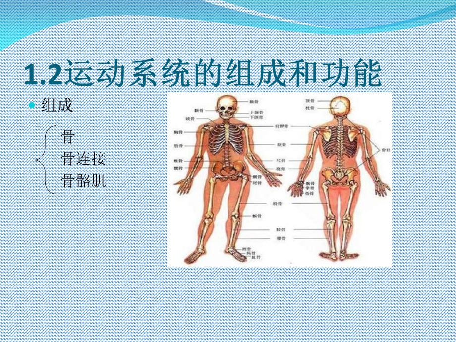 《人体运动系统》PPT课件.ppt_第3页