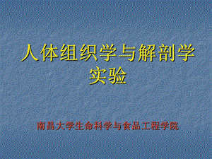 上皮组织实验课件.ppt