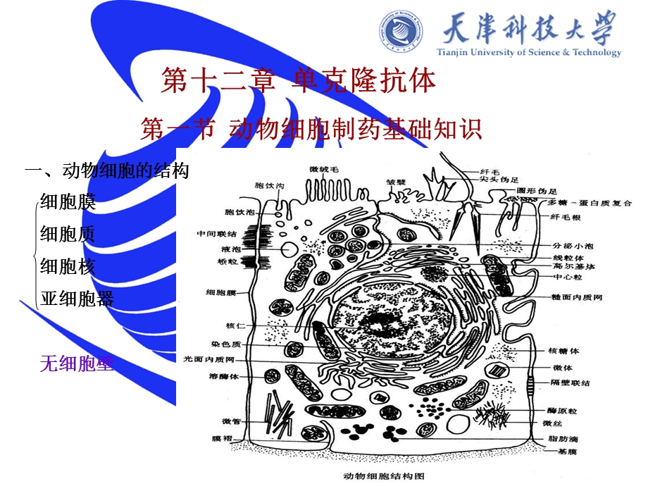 《克隆抗体》PPT课件.ppt_第1页