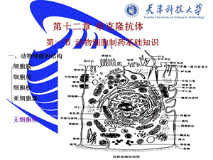 《克隆抗体》PPT课件.ppt