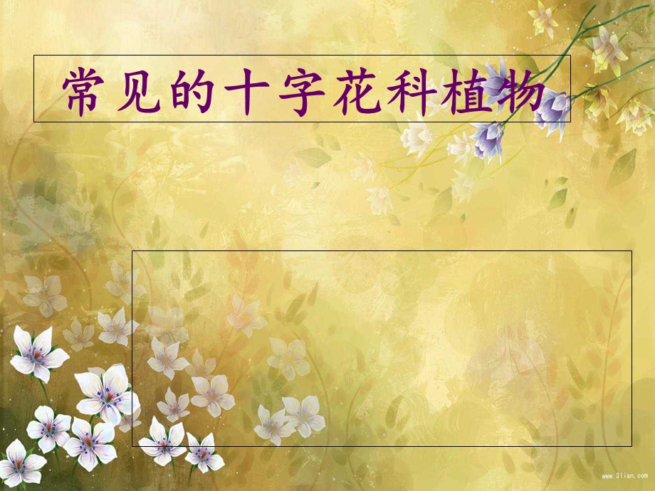 《字花科植物》PPT课件.ppt_第1页