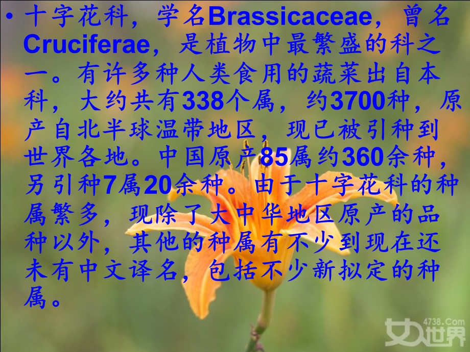 《字花科植物》PPT课件.ppt_第2页