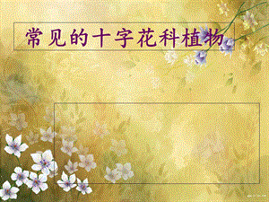 《字花科植物》PPT课件.ppt