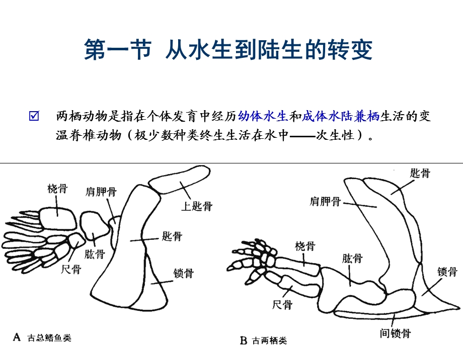 《动物学两栖纲》PPT课件.ppt_第2页