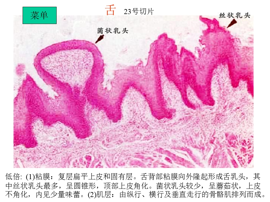 《实验七消化管》PPT课件.ppt_第3页