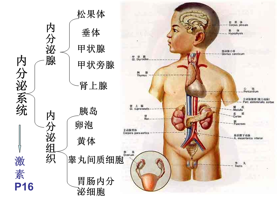 《北卫内分泌系统》PPT课件.ppt_第3页