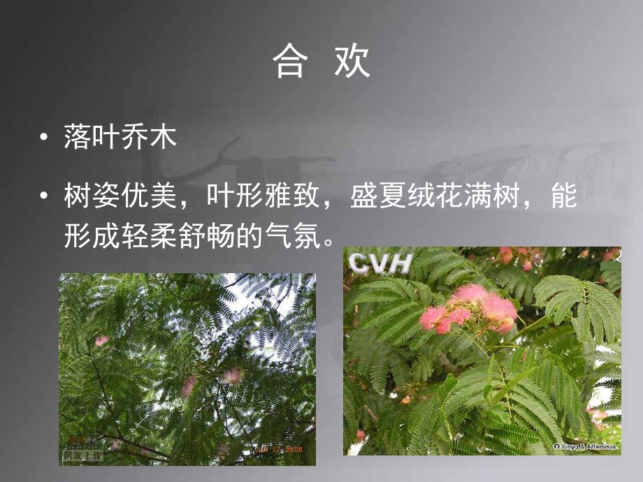 《常见园林植物》PPT课件.ppt_第2页