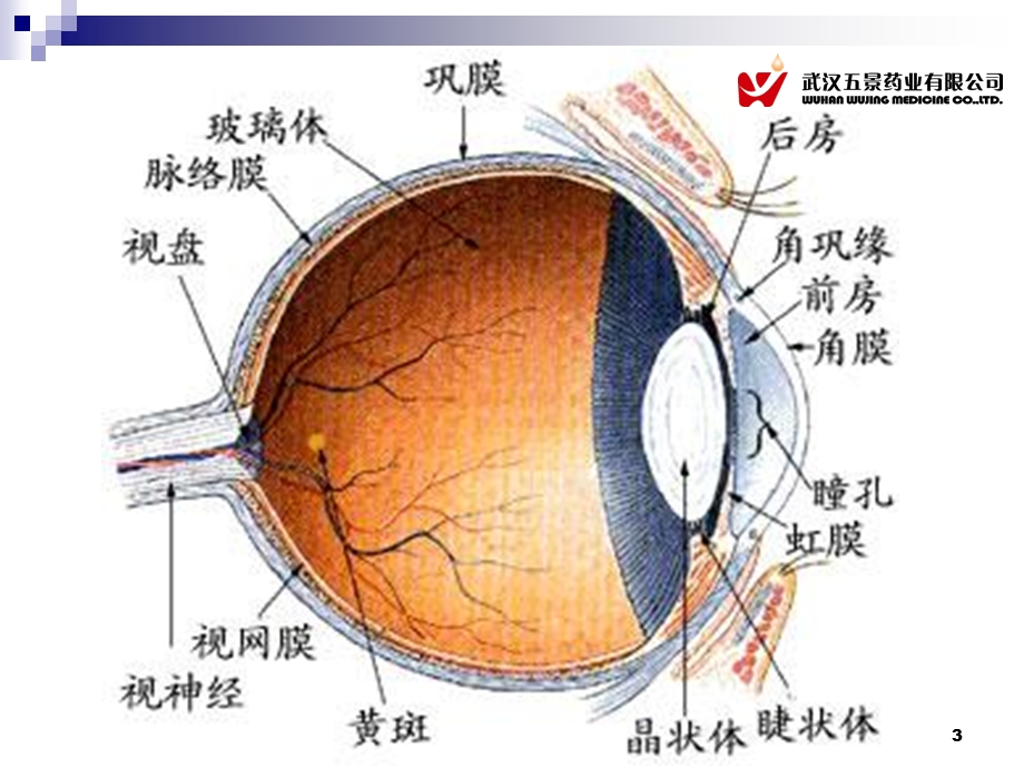 《医学基础部分》PPT课件.ppt_第3页