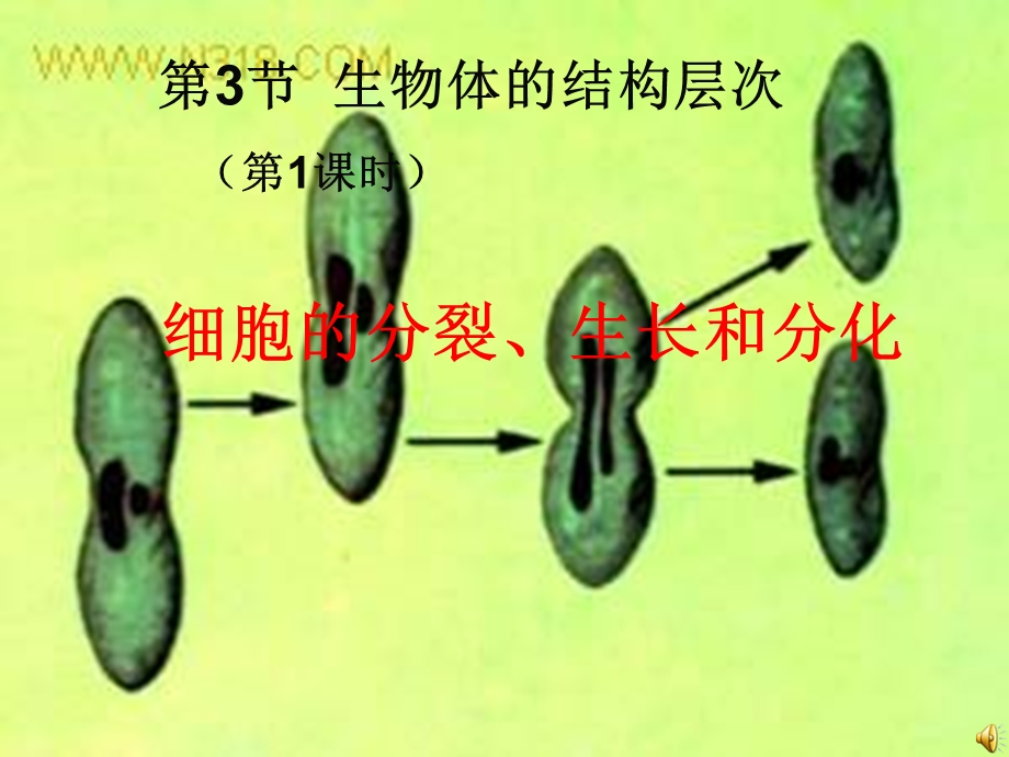 细胞的分裂、生长和分化.ppt_第1页